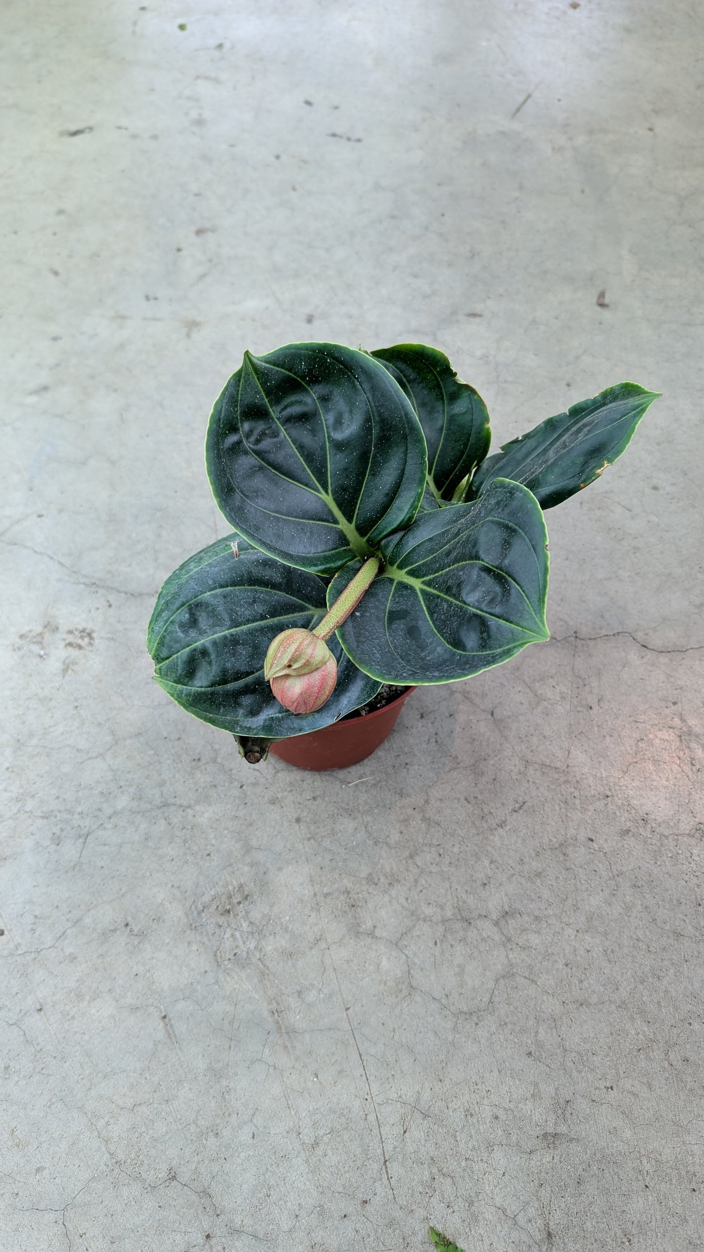 Medinilla magnifica - 6"