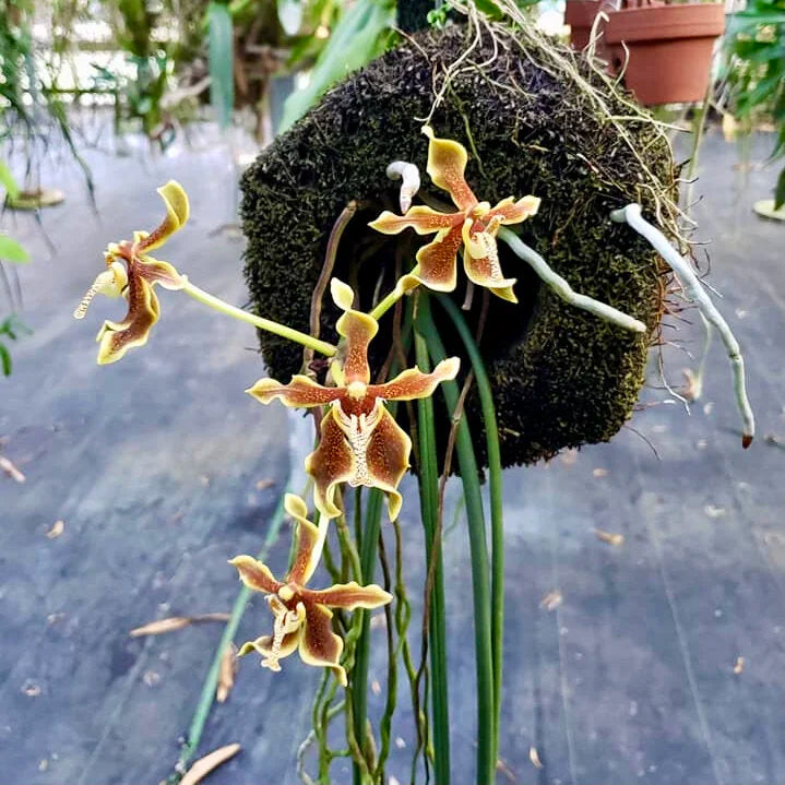 Paraphalaenopsis labukensis