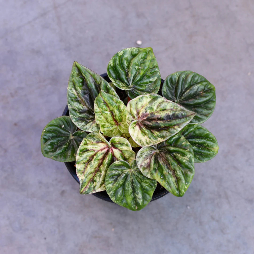 Peperomia caperata 'Buenos Aires' - 4"