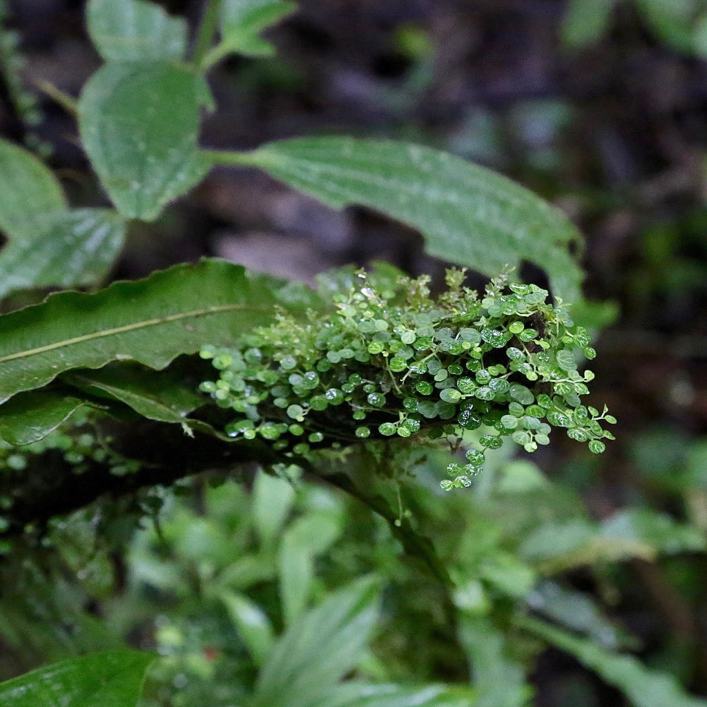 peperomia emarginella - 2"