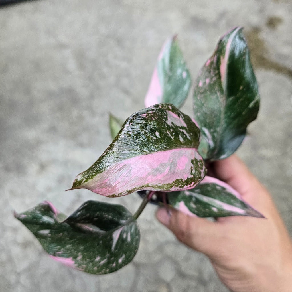 Philodendron 'Pink Princess Marble' - 2"