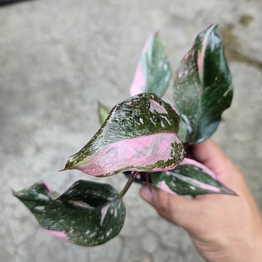 Philodendron 'Pink Princess Marble' - 2"