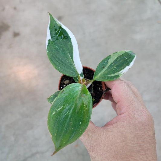 Philodendron white knight - 2"