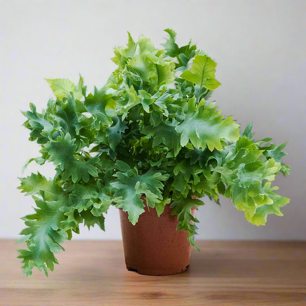 Phlebodium aureum 'Davana' - 4"