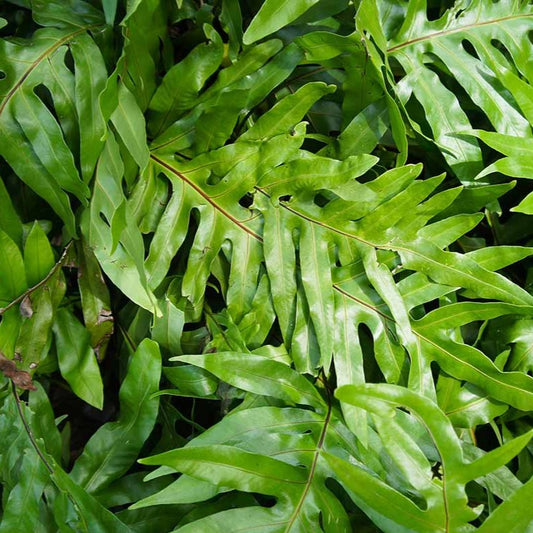 Microsorum diversifolium - 4"