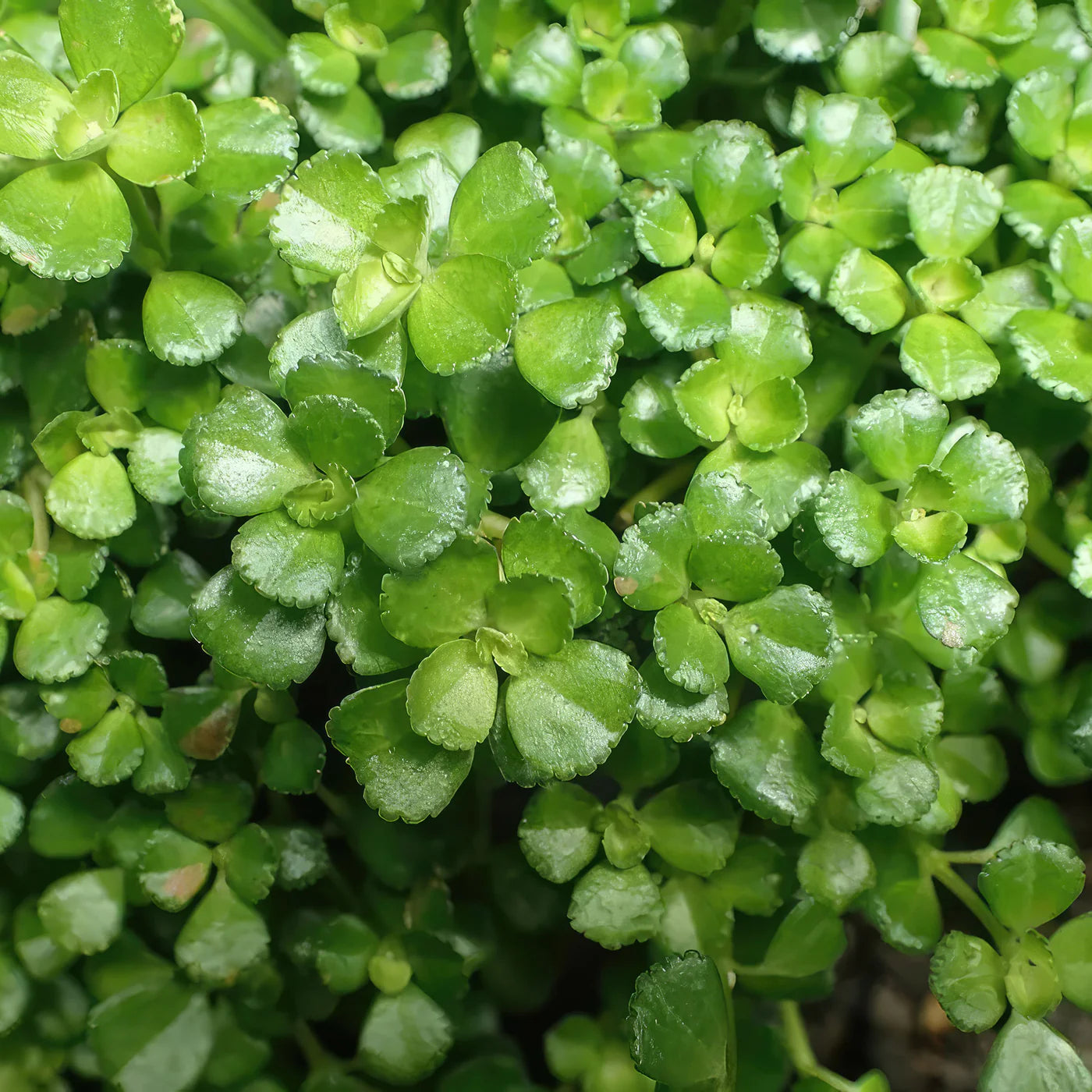 Pilea depressa (Baby Tears) -2"