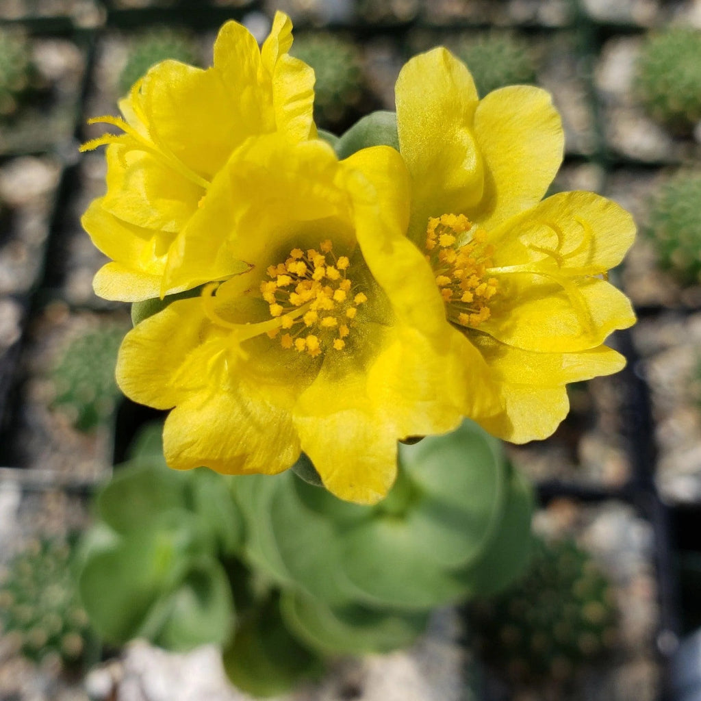 Portulaca molokiniensis - 2"