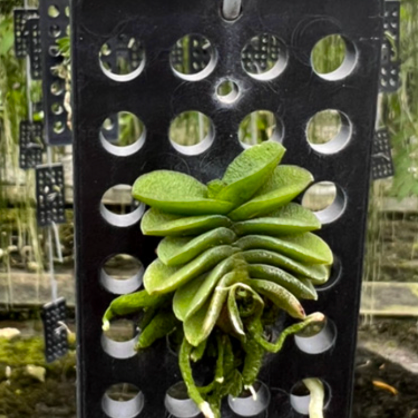 Schonorchis Fragrans
