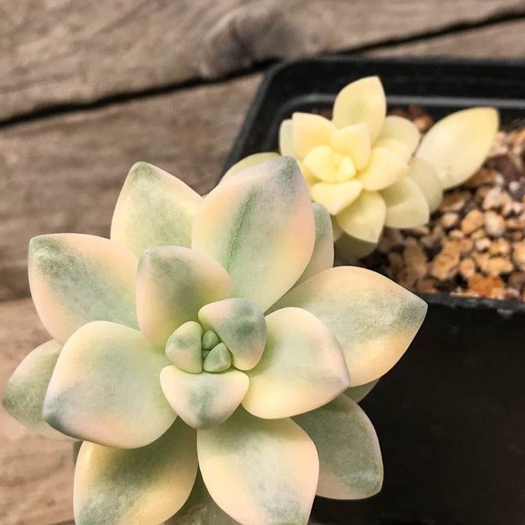Graptopetalum 'Apricot' - 2"