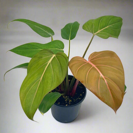 Philodenron Summer Glory - 6"