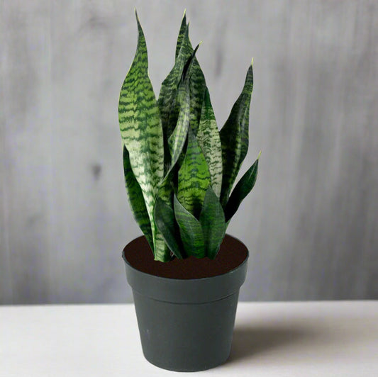Sansevieria robusta - 4"