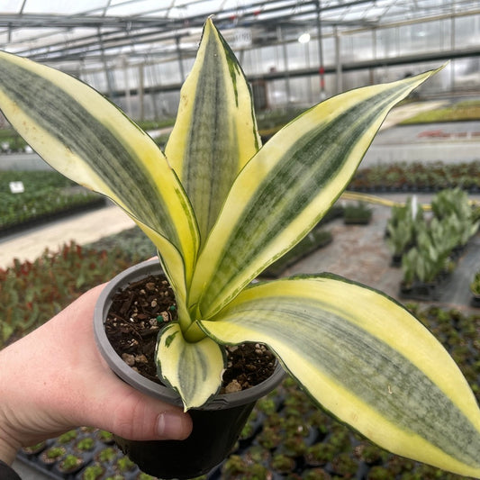 Sansevieria trifasciata 'Gold Dust' - 4"