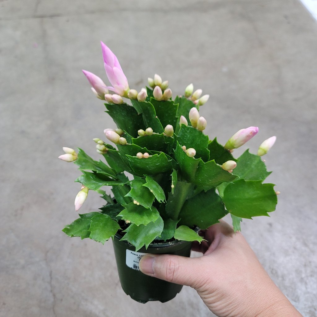 SUCCULENTS & CACTUS - Christimas Cactus - 4"