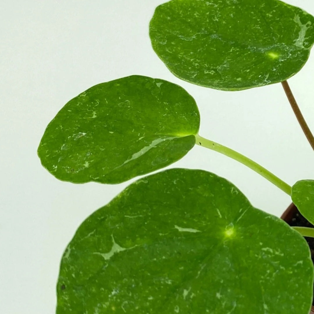 Pilea peperomioides 'sugar' - 4"