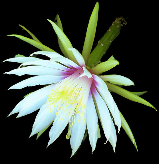 Selenicereus wercklei - 6"