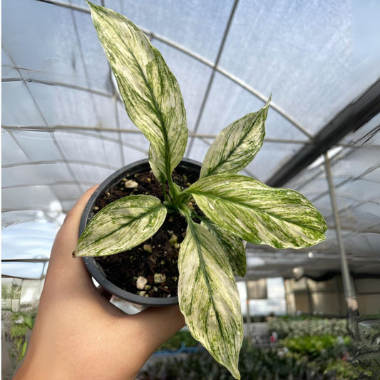 Spathiphyllum sensation variegated - 4"