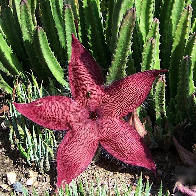 Stapelia hirsuta - 4"
