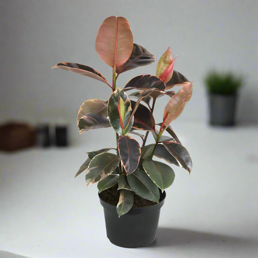 Ficus elastica 'Tineke' -  8"