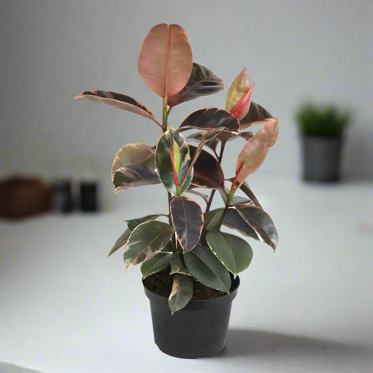 Ficus elastica 'Tineke' -  8"