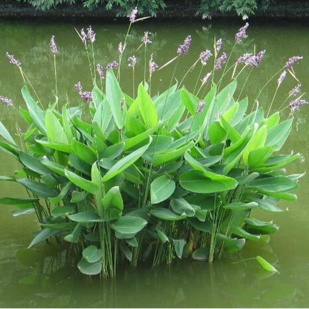 Thalia dealbata - 2"