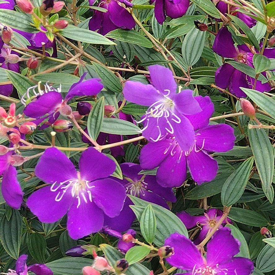 Tibouchina urvilleana - 8"