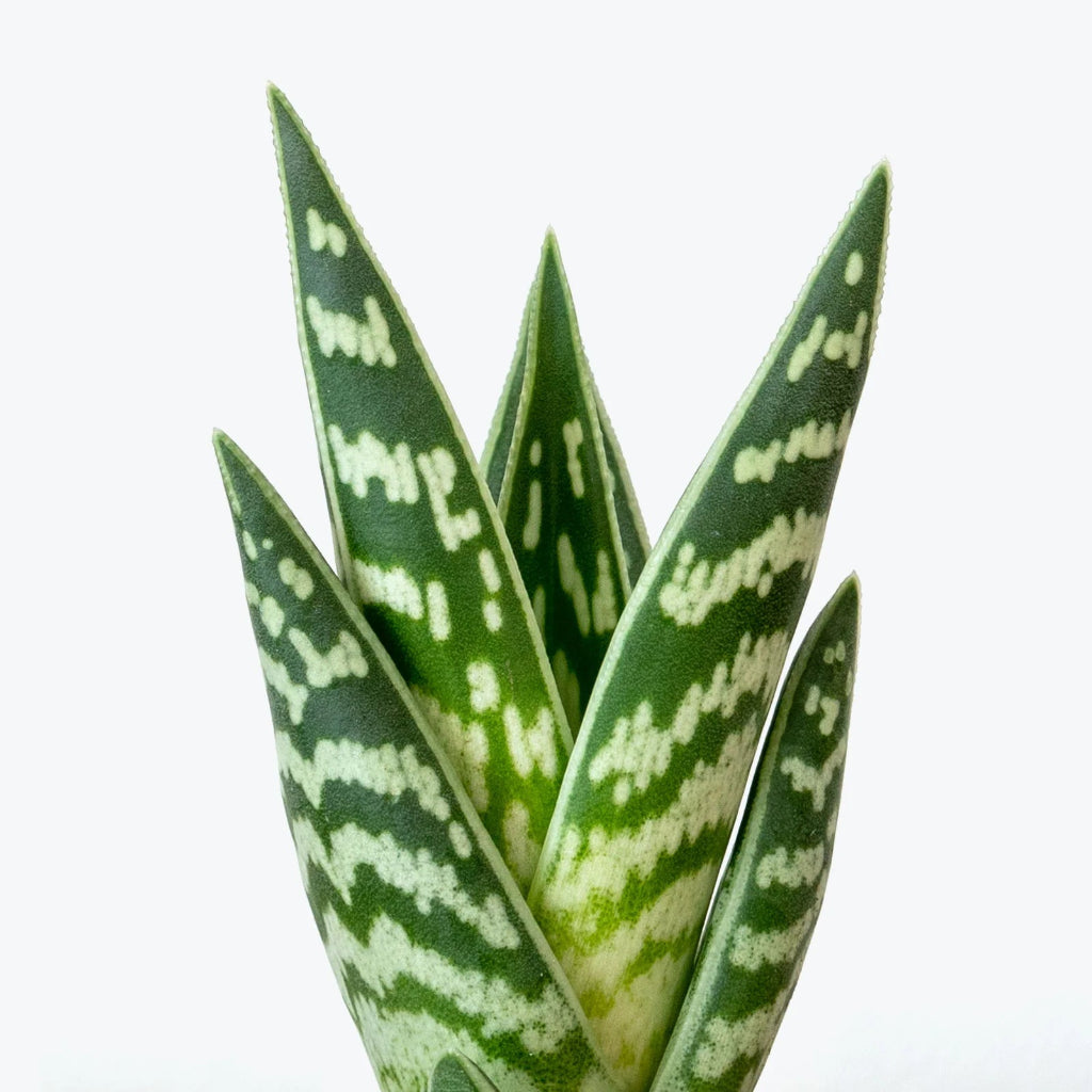 Gonialoe variegata - 2"