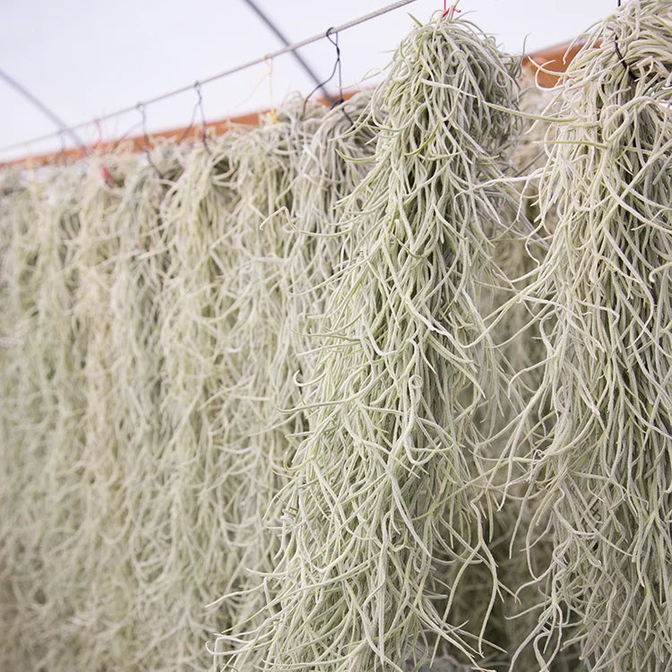 Usneoides Thick Form (Small Bunch)
