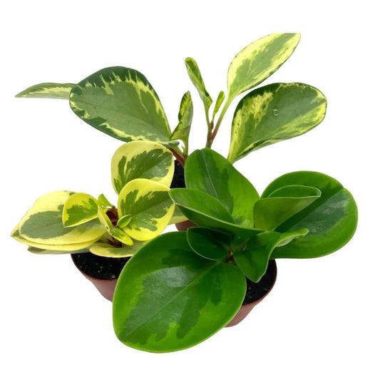 Peperomia Obtusifolia Assorted - 6.5"