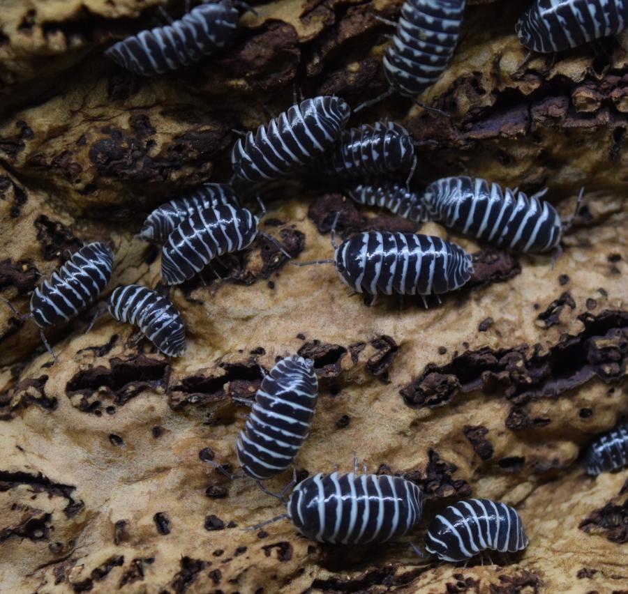 Isopods