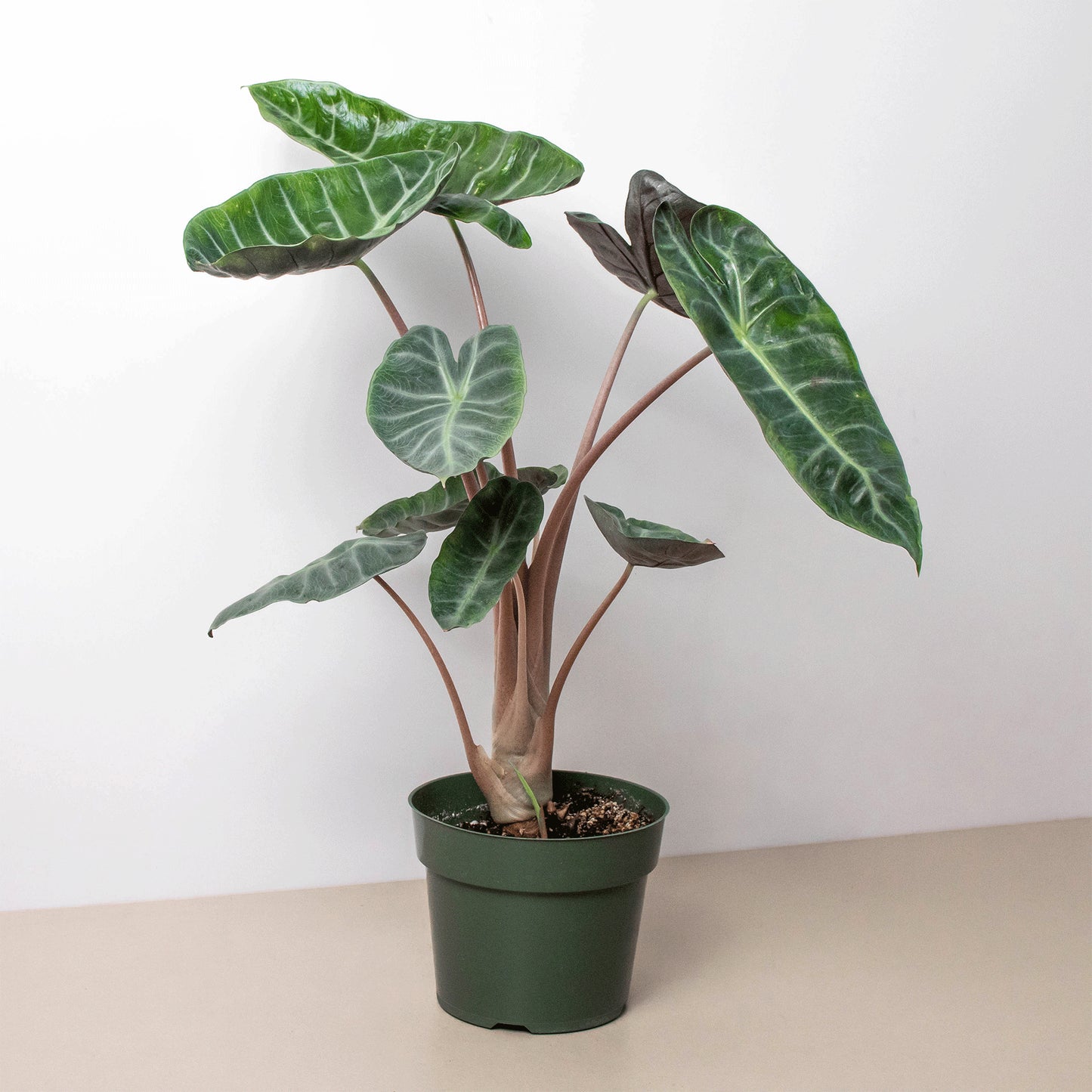 Alocasia baginda 'Pink Dragon' - 6"