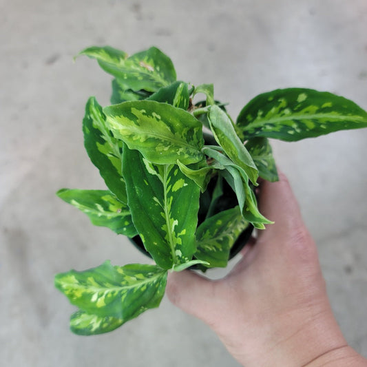 AGLAONEMA - Aglaonema Pictum Tricolor - 4"