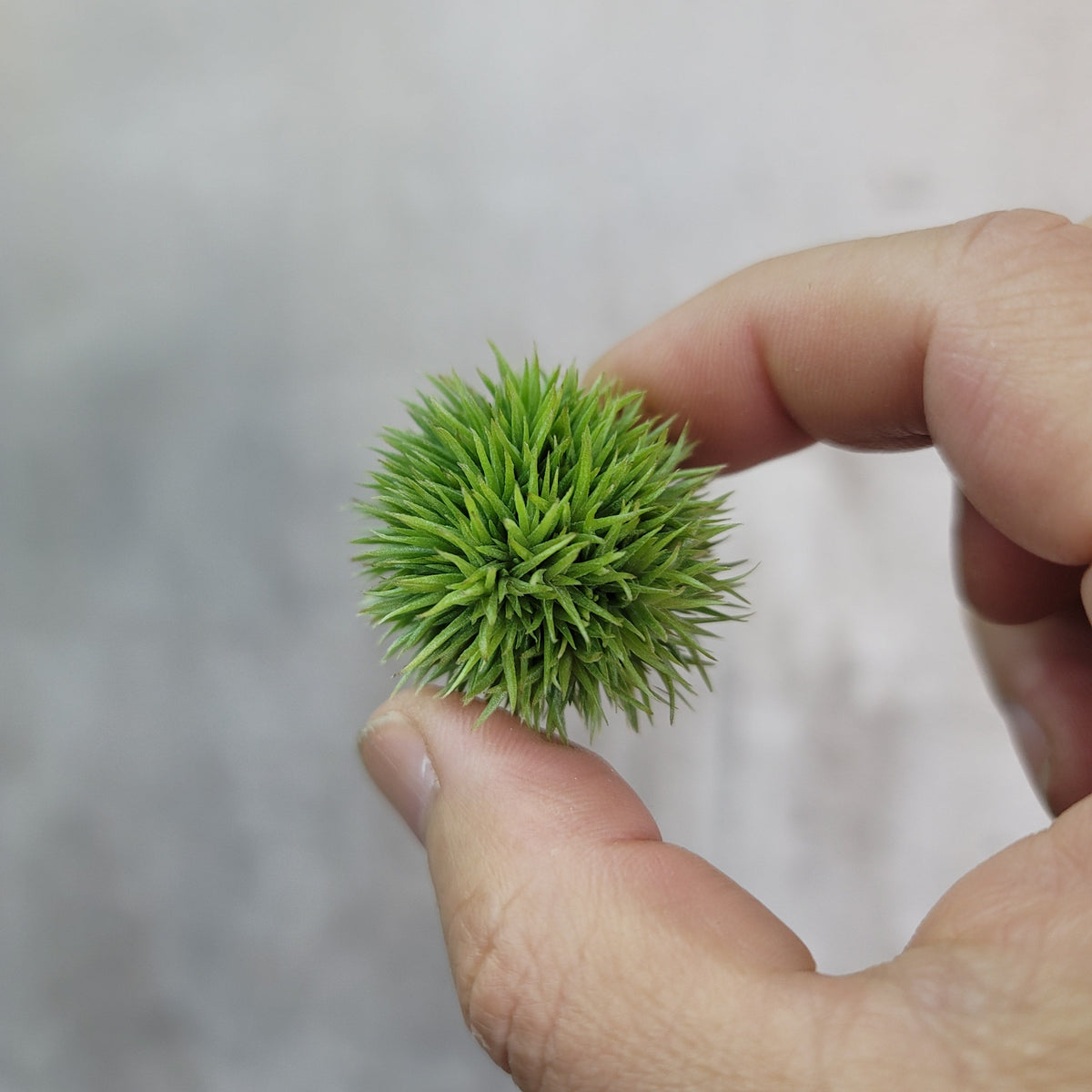 AIRPLANTS - Aeranthos Teddy Bear