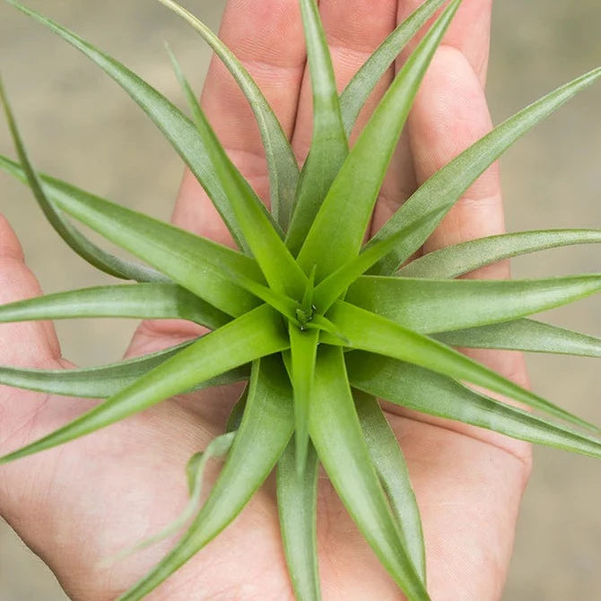 AIRPLANTS - Brachycaulos (5-6")