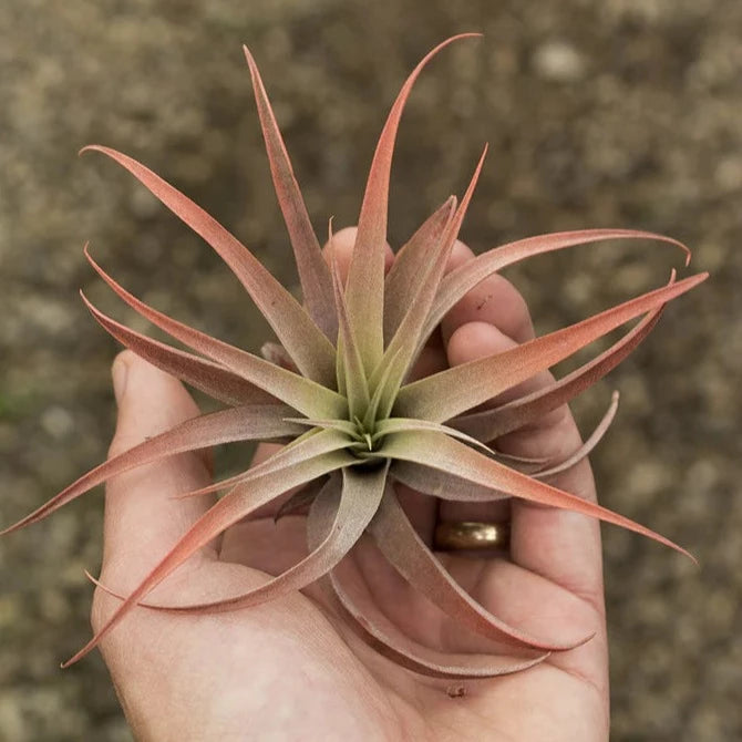 AIRPLANTS - Capitata Peach (2-3") Enhanced