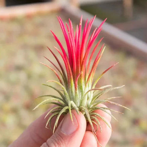 AIRPLANTS - IONANTHA FUEGO (2-3")