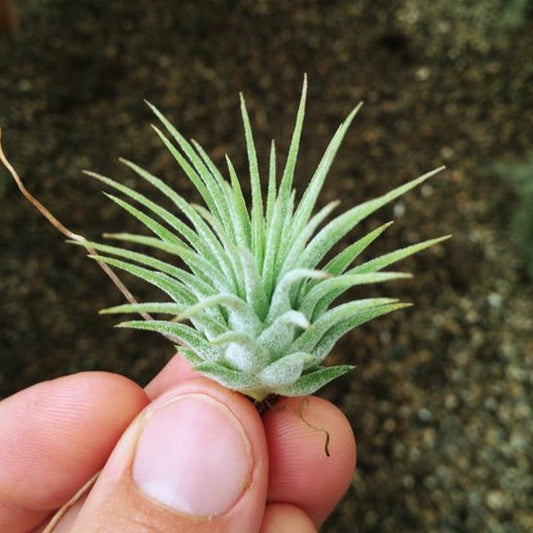 AIRPLANTS - IONANTHA GUATEMALA - SM