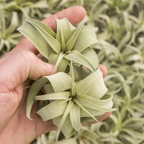AIRPLANTS - Streptophylla Guatemala - Small