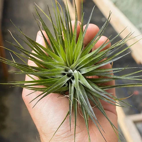 AIRPLANTS - STRICTA COMPACTA (4-5")