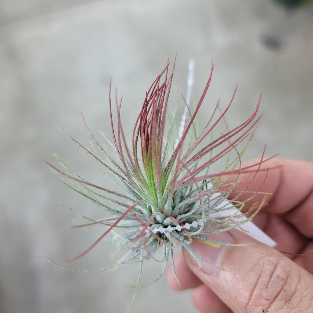 AIRPLANTS - T. Andreana (2-3") Enhanced