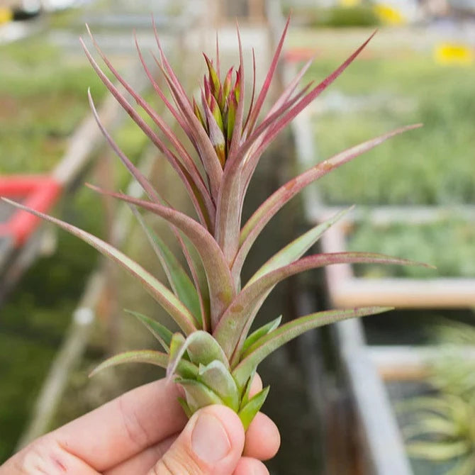 AIRPLANTS - T. Concolor X Brachycaulos (4-5")