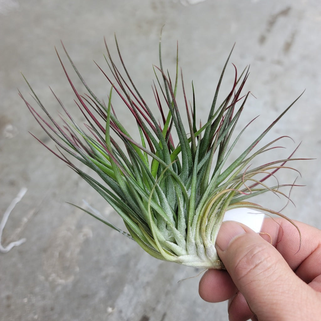 AIRPLANTS - T. Stricta Compacta Red (4-5")