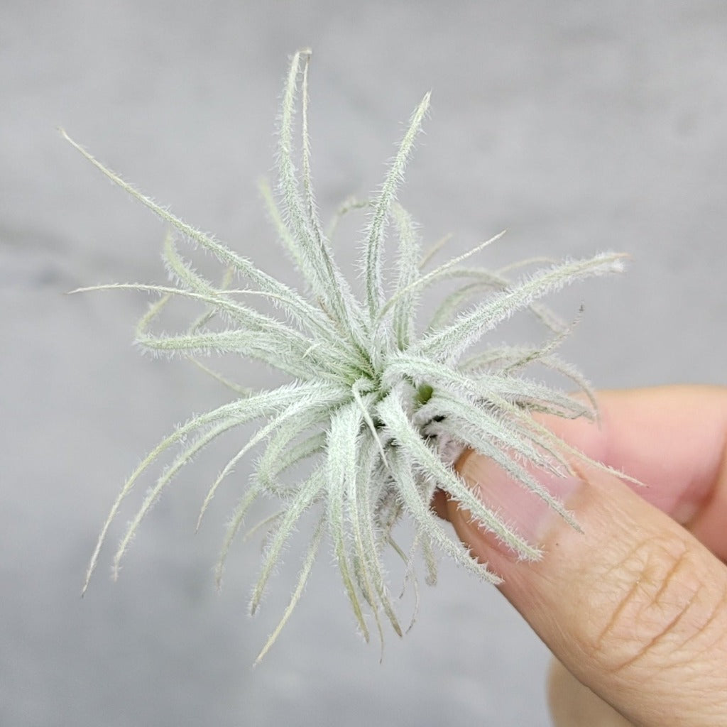 AIRPLANTS - Tectorum Ecuador - 3"