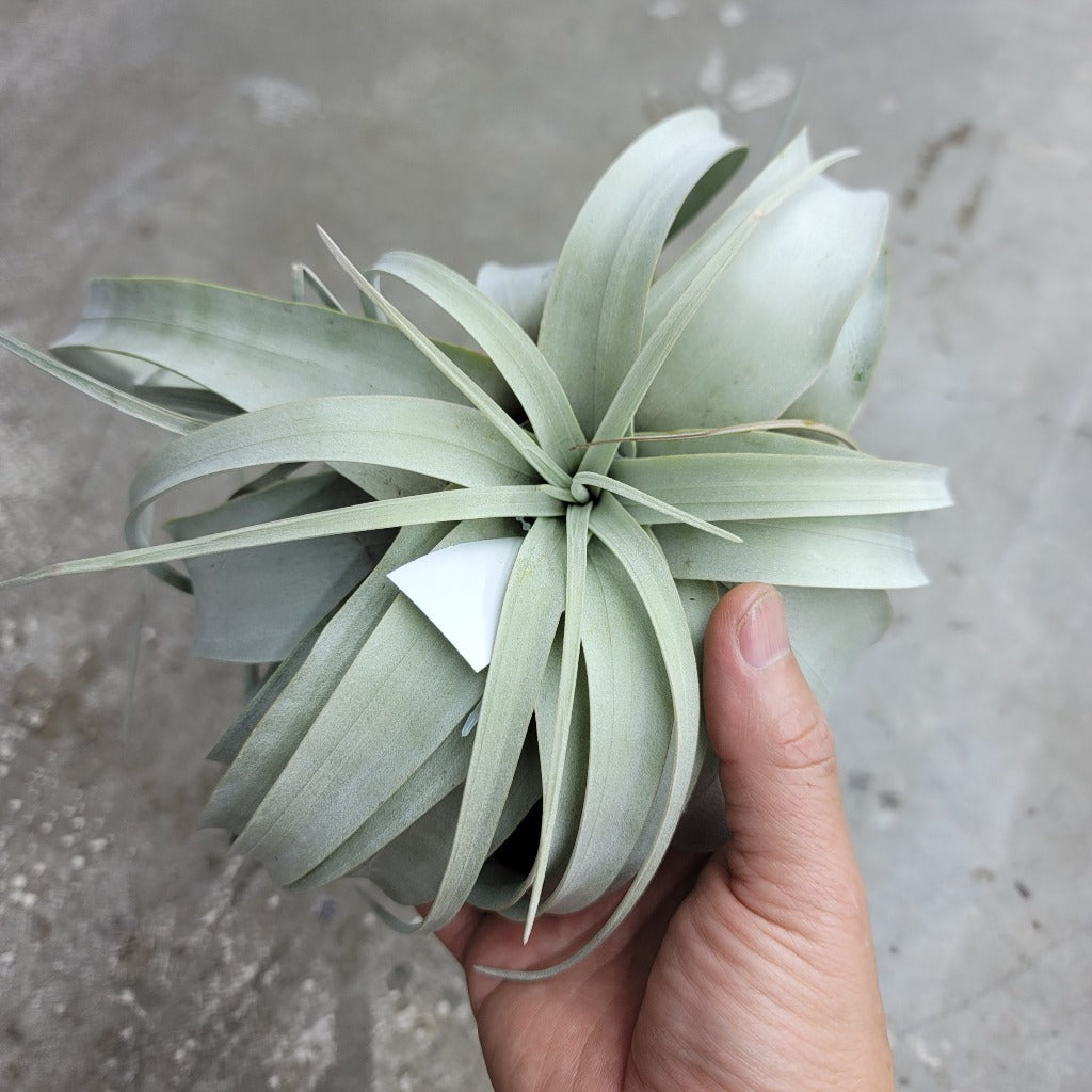 AIRPLANTS - Xerographica Medium (6-7")