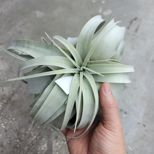 AIRPLANTS - Xerographica Medium (6-7")
