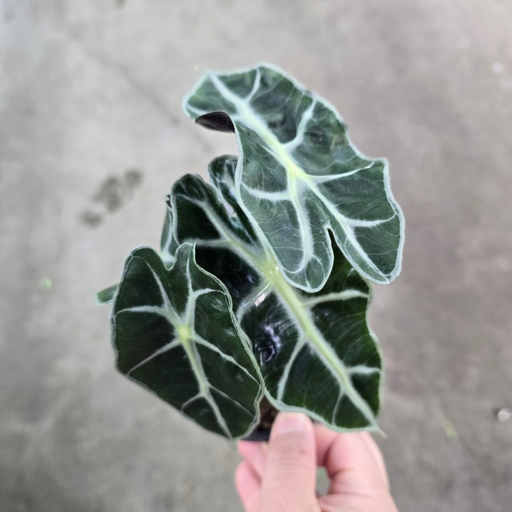 ALOCASIA - Alocasia Amazonica Polly - 4"
