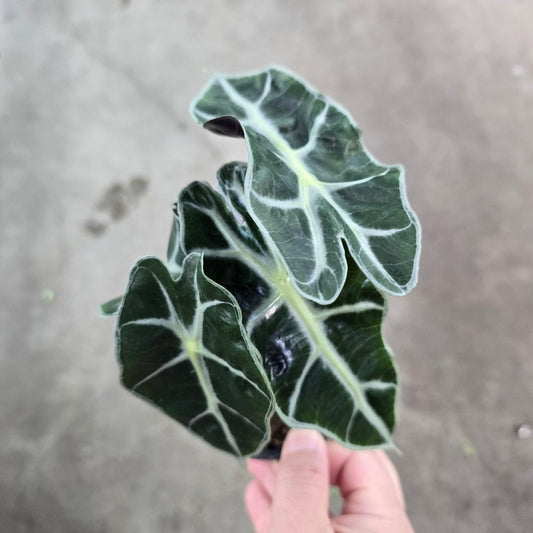 ALOCASIA - Alocasia Amazonica Polly - 4"