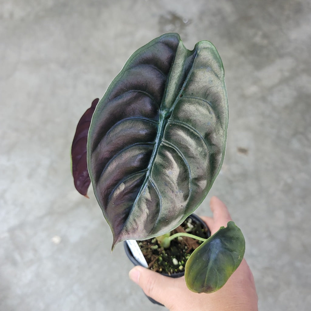ALOCASIA - Alocasia Cuprea Red Secret - 4"