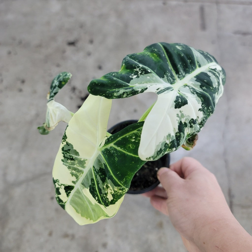 ALOCASIA - Alocasia Frydek Variegata - 4"