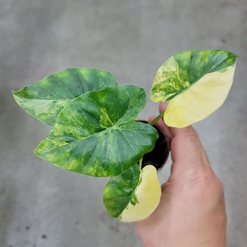 ALOCASIA - Alocasia Gageana Aurea - 2"