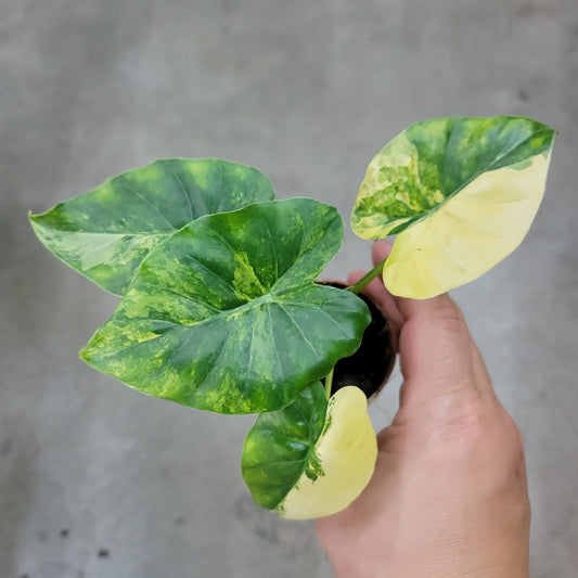 ALOCASIA - Alocasia Gageana Aurea - 2"